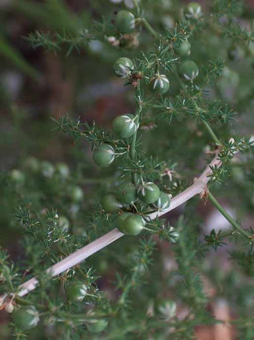 asparagus acutifolium - bacche