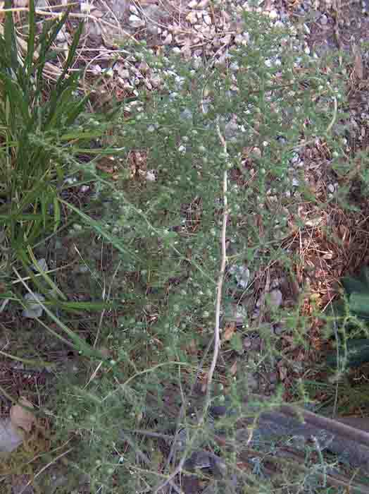 asparagus acutifolium