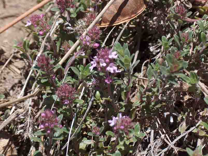 thymus pulegioides (serpillo)