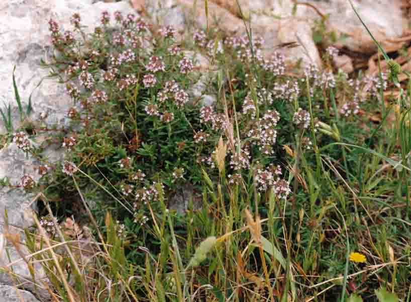 thymus vulgaris